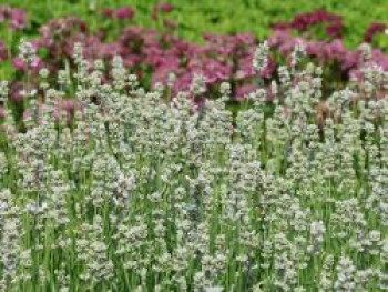 Weißblühender Lavendel 'Arctic Snow', Lavandula angustifolia 'Arctic Snow', Containerware XXL von Lavandula angustifolia 'Arctic Snow'
