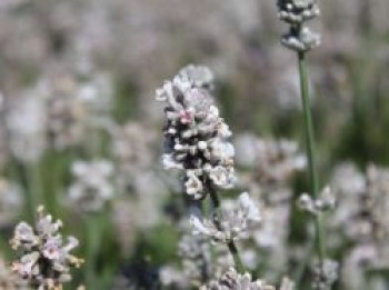 Lavendel 'Aromatica Silver' ®, Lavandula angustifolia 'Aromatica Silver' ®, Topfware von Lavandula angustifolia 'Aromatica Silver' ®