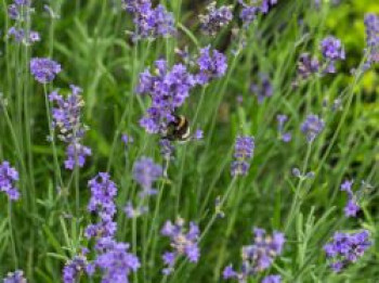Lavendel 'Blue Scent Early', Lavandula angustifolia 'Blue Scent Early', Topfware von Lavandula angustifolia 'Blue Scent Early'