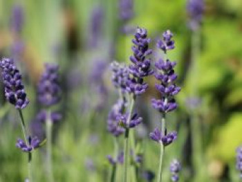 Lavendel 'Blue Scent', Lavandula angustifolia 'Blue Scent', Topfware von Lavandula angustifolia 'Blue Scent'