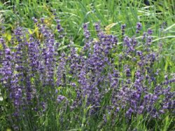 Lavendel 'Dwarf Blue', Lavandula angustifolia 'Dwarf Blue', Topfware von Lavandula angustifolia 'Dwarf Blue'