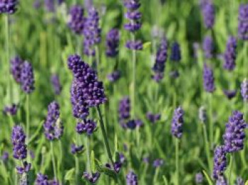 Lavendel 'Ellagance Purple', Lavandula angustifolia 'Ellagance Purple', Topfware von Lavandula angustifolia 'Ellagance Purple'