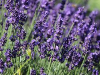 Lavendel 'Hidcote Blue' / 'Strain', Lavandula angustifolia 'Hidcote Blue' / 'Strain', Containerware von Lavandula angustifolia 'Hidcote Blue' / 'Strain'