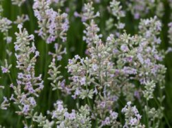 Rosablühender Lavendel 'Hidcote Pink', Lavandula angustifolia 'Hidcote Pink', Topfware von Lavandula angustifolia 'Hidcote Pink'