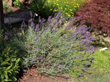 Lavendel 'Imperial Gem', Lavandula angustifolia 'Imperial Gem', Topfware von Lavandula angustifolia 'Imperial Gem'