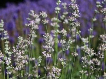 Rosablühender Lavendel 'Loddon Pink', Lavandula angustifolia 'Loddon Pink', Topfware von Lavandula angustifolia 'Loddon Pink'