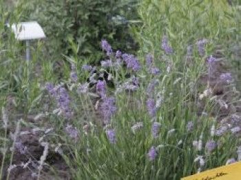 Lavendel 'Middachten', Lavandula angustifolia 'Middachten', Topfware von Lavandula angustifolia 'Middachten'