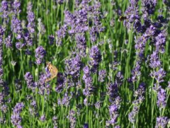 Lavendel 'Munstead', Stamm 45 cm, 60-70 cm, Lavandula angustifolia 'Munstead', Stämmchen von Lavandula angustifolia 'Munstead'
