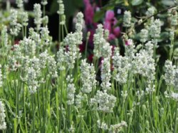 Weißblühender Lavendel 'Nana Alba', Lavandula angustifolia 'Nana Alba', Topfware von Lavandula angustifolia 'Nana Alba'