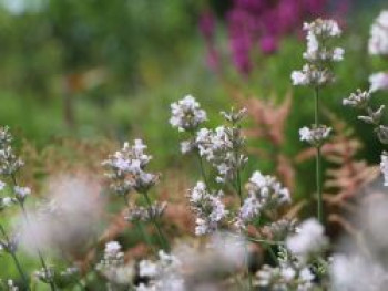 Rosablühender Lavendel 'Rosea', Lavandula angustifolia 'Rosea', Containerware von Lavandula angustifolia 'Rosea'