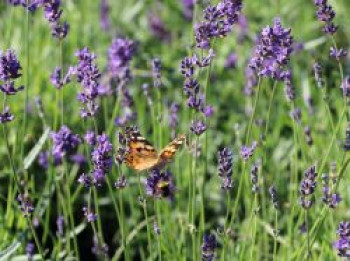 Lavendel 'Siesta', Lavandula angustifolia 'Siesta', Topfware von Lavandula angustifolia 'Siesta'