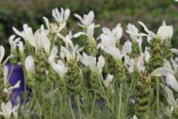 Weißblühender Garten-Lavendel 'White Summer', Lavandula angustifolia 'White Summer', Containerware von Lavandula angustifolia 'White Summer'
