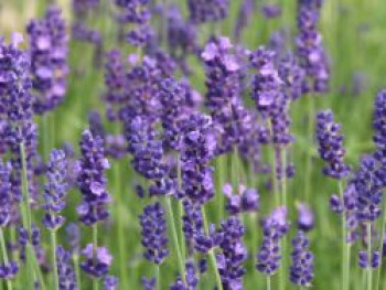 Echter Lavendel, Lavandula angustifolia, Containerware von Lavandula angustifolia