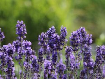 Lavendel 'Phenomenal' / 'Niko', Lavandula x intermedia 'Phenomenal' / 'Niko', Containerware von Lavandula x intermedia 'Phenomenal' / 'Niko'