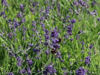 Lavendel 'Bowles Variety', Lavandula x intermedia 'Bowles Variety', Topfware von Lavandula x intermedia 'Bowles Variety'