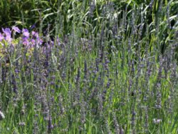 Bastard-Lavendel 'Dutch', Lavandula x intermedia 'Dutch', Topfware von Lavandula x intermedia 'Dutch'