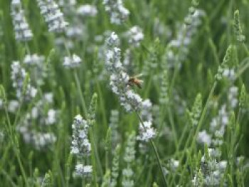 Provence-Lavendel 'Edelweiß', Lavandula x intermedia 'Edelweiß', Containerware von Lavandula x intermedia 'Edelweiß'