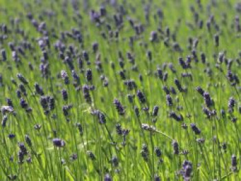 Provence-Lavendel 'Essence Purple', Lavandula angustifolia 'Essence Purple', Topfware von Lavandula angustifolia 'Essence Purple'