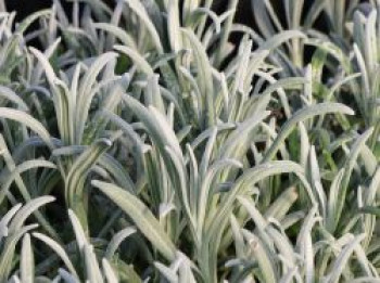Lavendel 'Exceptional', Lavandula x intermedia 'Exceptional', Topfware von Lavandula x intermedia 'Exceptional'
