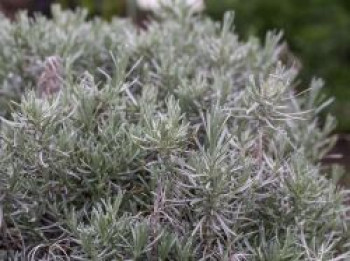 Bastard-Lavendel 'Grappenhall', Lavandula x intermedia 'Grappenhall', Topfware von Lavandula x intermedia 'Grappenhall'