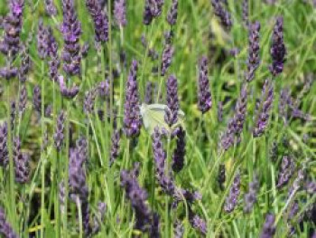 Bastard-Lavendel 'Grosso' / Lavandin 'Grosso', Lavandula x intermedia 'Grosso', Topfware von Lavandula x intermedia 'Grosso'