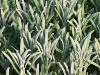 Lavendel 'Sensational!', Lavandula x intermedia 'Sensational!', Topfware von Lavandula x intermedia 'Sensational!'