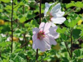 Buschmalve 'Barnsley', Lavatera x olbia 'Barnsley', Topfware von Lavatera x olbia 'Barnsley'