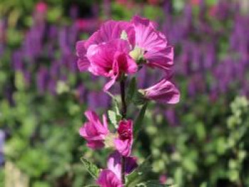 Buschmalve 'Burgundy Wine', Lavatera x olbia 'Burgundy Wine', Topfware von Lavatera x olbia 'Burgundy Wine'