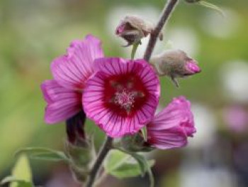 Buschmalve 'Eye Catcher', Lavatera x olbia 'Eye Catcher', Topfware von Lavatera x olbia 'Eye Catcher'