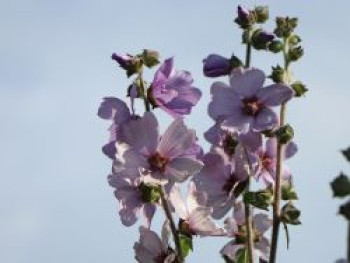 Busch-Malve 'Lilac Lady', Lavatera x olbia 'Lilac Lady', Topfware von Lavatera x olbia 'Lilac Lady'