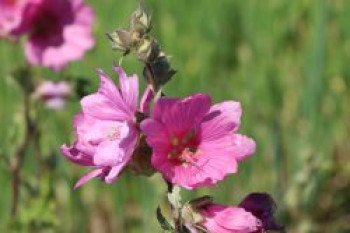 Buschmalve 'Rosea', Lavatera x olbia 'Rosea', Topfware von Lavatera x olbia 'Rosea'