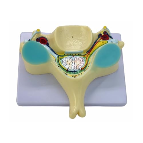 Vergrößerte Fünfte Halswirbelsäulenmodellmedizinermodelles Humans Knochenmodell Mit Medulla Spinalis Und Spinalnerv Unterrichtshilfe von Ldabrye