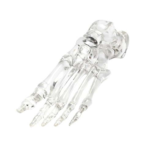 Klares menschliches Fußgelenk-Skelett-Modell, Anatomie, linker Fuß und Knöchelknochen, Modell für Forschung und pädagogische Nutzung von Ldbuejiaja