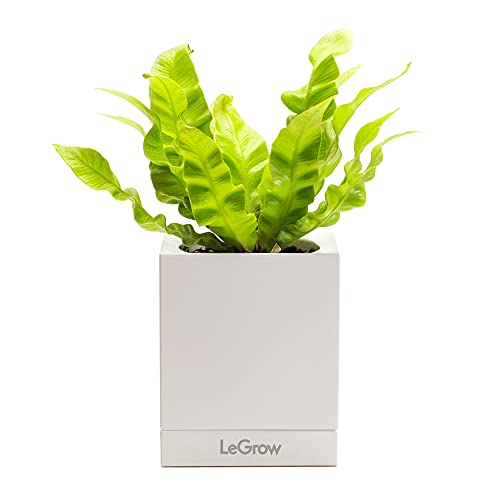 LeGrow TG-G Growing Pot - Home Garden Topf für 1 kleine Zimmerpflanze von LeGrow