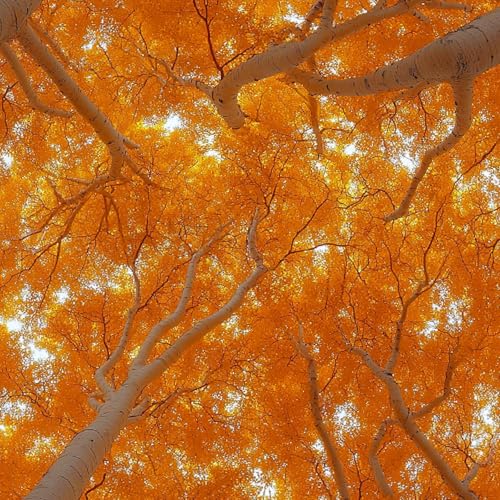 Fototapete Herbstwald 3D Wandtapete Selbstklebend Tapete 44x500 cm Ahornblatt Mustertapete Wandtapete Wohnzimmer Schlafzimmer Wasserdicht Wallpaper Küche Fototapete Herbstwald 3D Wandtapete Selbstklebend Tapete 44x500 cm Ahornblatt Mustertapete Wandtapete Wohnzimmer Schlafzimmer Wasserdicht Wallpaper Küche von LeIxIaO