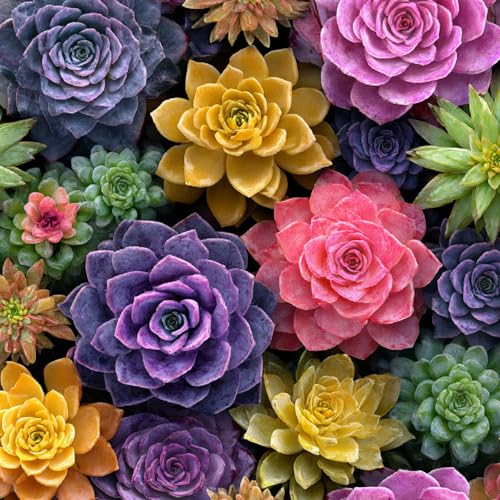 Fototapete Sukkulenten 3D Wandtapete Selbstklebend Tapete 44x1000 cm Bunte Blumen Mustertapete Wandtapete Wohnzimmer Schlafzimmer Wasserdicht Wallpaper Küche Fototapete Sukkulenten 3D Wandtapete Selbstklebend Tapete 44x1000 cm Bunte Blumen Mustertapete Wandtapete Wohnzimmer Schlafzimmer Wasserdicht Wallpaper Küche von LeIxIaO