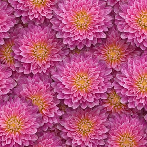 Tapete Selbstklebende Fototapete Wandpapier 44x1000 cm Rosa Chrysanthemen Dekorfolie Möbelfolie Klebefolie Retro Kinderzimmer Mustertapete Klebetapete Wasserdicht Tapete Selbstklebende Fototapete Wandpapier 44x1000 cm Rosa Chrysanthemen Dekorfolie Möbelfolie Klebefolie Retro Kinderzimmer Mustertapete Klebetapete Wasserdicht von LeIxIaO