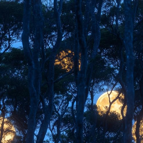 Tapete Selbstklebende Fototapete Wandpapier 44x500 cm Mondlicht Wald Dekorfolie Möbelfolie Klebefolie Retro Landschaft Kinderzimmer Mustertapete Klebetapete Wasserdicht von LeIxIaO