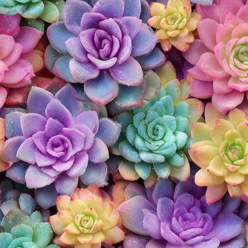 Tapete Selbstklebende Fototapete Wandpapier 44x500 cm Sukkulenten Dekorfolie Möbelfolie Klebefolie Bunte Blumen Kinderzimmer Mustertapete Klebetapete Wasserdicht von LeIxIaO