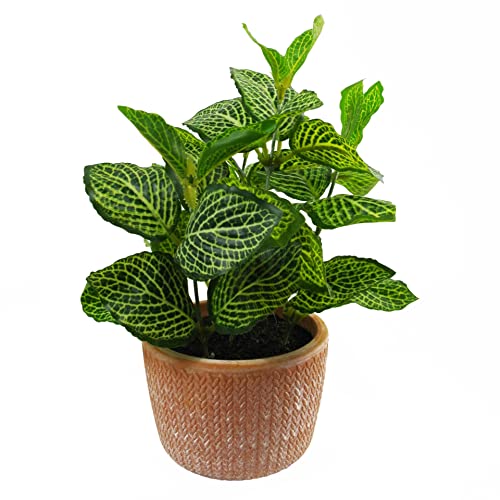 Leaf Blattwerk Design UK Realistische Kunstpflanze mit Topf, Terrakotta, Mini Pothos, 22 cm von Leaf