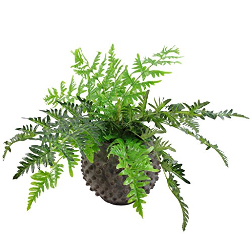 Leaf Farnpflanze, immergrün LEAF-7145 50cm Luxury fern von Leaf