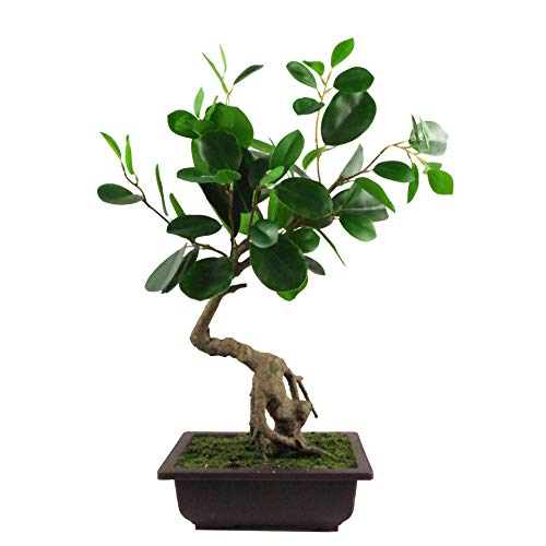 Leaf Künstlicher Baum, Kunststoff, Ficus Bonsai, Abgerundet, 50 cm von Leaf