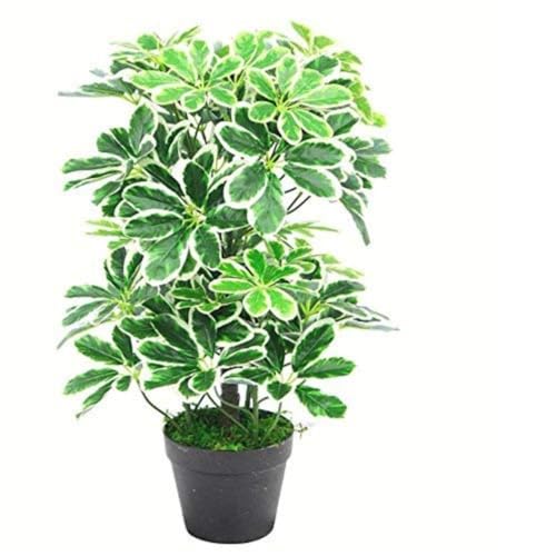 Künstlicher Schefflera Arboricola Regenschirm, 55 cm, Schwarz, 55 cm Langer Lichtstrumpf, 55cm Light Bush von Leaf