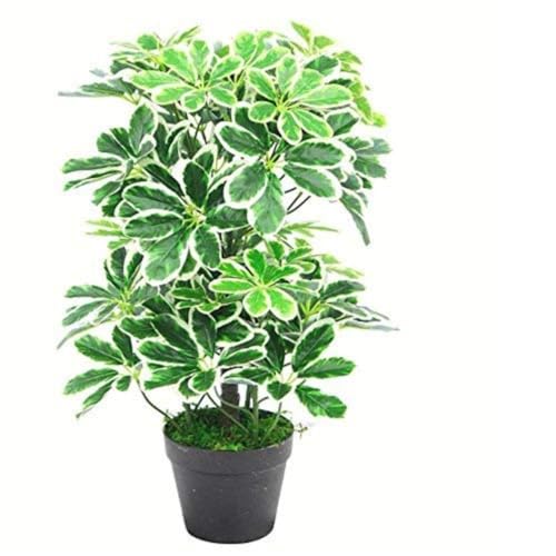 Künstlicher Schefflera Arboricola Regenschirm, 55 cm, Schwarz, 55 cm Langer Lichtstrumpf, 55cm Light Bush Künstlicher Schefflera Arboricola Regenschirm, 55 cm, Schwarz, 55 cm Langer Lichtstrumpf, 55cm Light Bush von Leaf