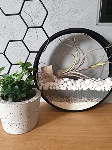 Leaflo Circle Planter Wand Blumenbeet Set mit Steinbesatz - Metall mit Glas Rrunder Blumentopf für Pflanzen Innendekoration Farbe Tiefschwarz Größe XL Durchm. 40cm Leaflo Circle Planter Wand Blumenbeet Set mit Steinbesatz - Metall mit Glas Rrunder Blumentopf für Pflanzen Innendekoration Farbe Tiefschwarz Größe XL Durchm. 40cm von Leaflo