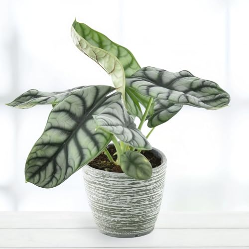 Alocasia Nebula Silver Compacta - 14cm Topf x 30cm Höhe, tropische Zimmerpflanze, frische Topfpflanze, grüner Blickfang für Wohnzimmer, Bad, Büro, luftreinigende Deko von Leafmemoir