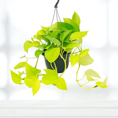 Epipremnum Golden Pothos - 15cm Topf x 25cm Höhe, tropische Zimmerpflanze, frische Topfpflanze, grüner Blickfang für Wohnzimmer, Bad, Büro, luftreinigende Deko von Leafmemoir