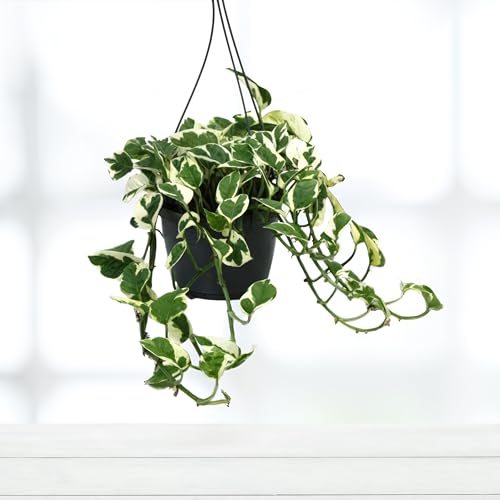 Epipremnum Scindapsus N’Joy - 15cm Topf x 35cm Höhe, tropische Zimmerpflanze, frische Topfpflanze, grüner Blickfang für Wohnzimmer, Bad, Büro, luftreinigende Deko von Leafmemoir