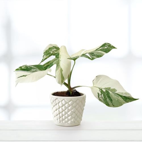 Monstera Deliciosa Variegata Super White - 15cm Topf x 40cm Höhe, seltene tropische Zimmerpflanze, frische Topfpflanze, grüner Blickfang für Wohnzimmer, Bad, Büro, luftreinigende Deko von Leafmemoir