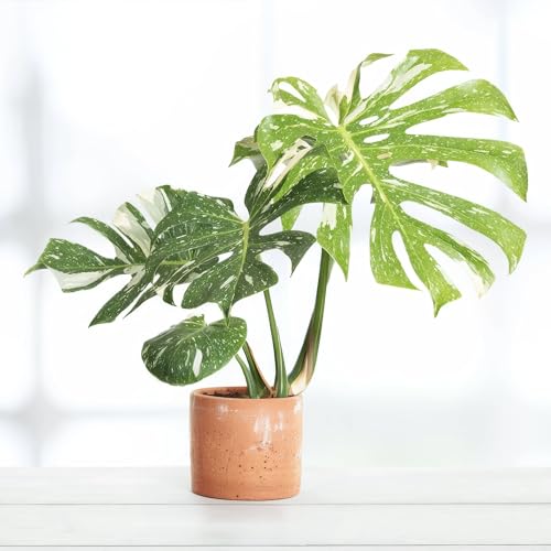 Monstera Thai Constellation - 15cm Topf x 50cm Höhe, seltene tropische Zimmerpflanze, frische Topfpflanze, grüner Blickfang für Wohnzimmer, Bad, Büro, luftreinigende Deko von Leafmemoir